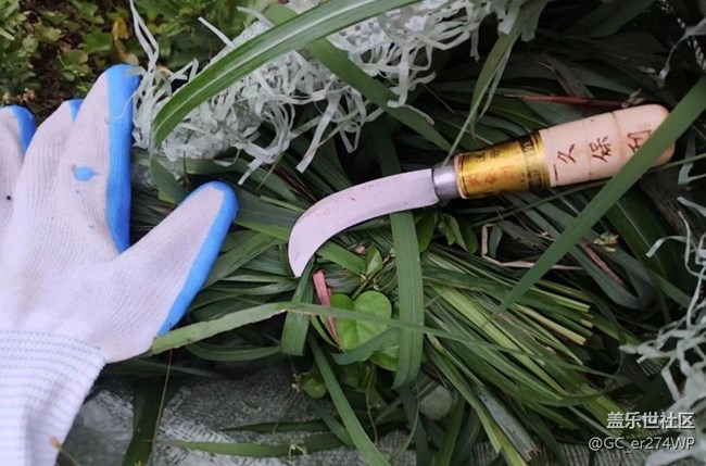 【小滿味滿】韭菜雞蛋