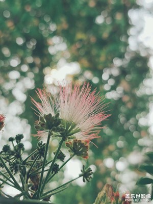 【悅見小滿】+偶遇合歡花