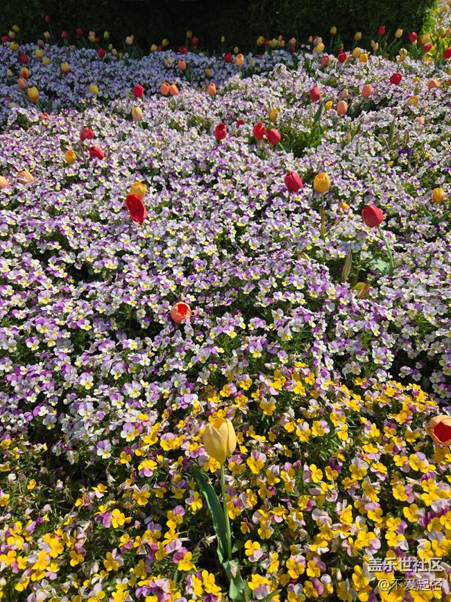 【 長(zhǎng)焦與微距】春日花海