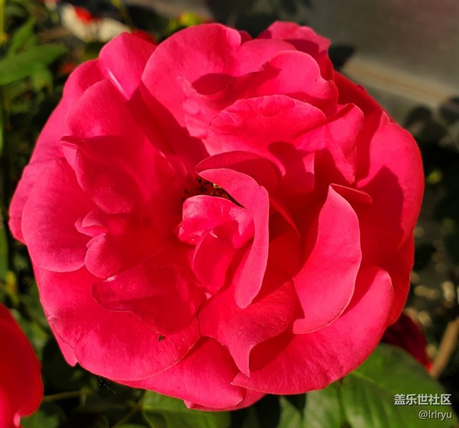 #五月滿園芳——迎花開