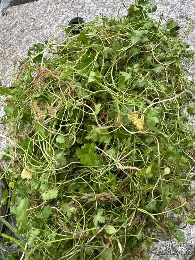 【小滿味滿】野菜飯