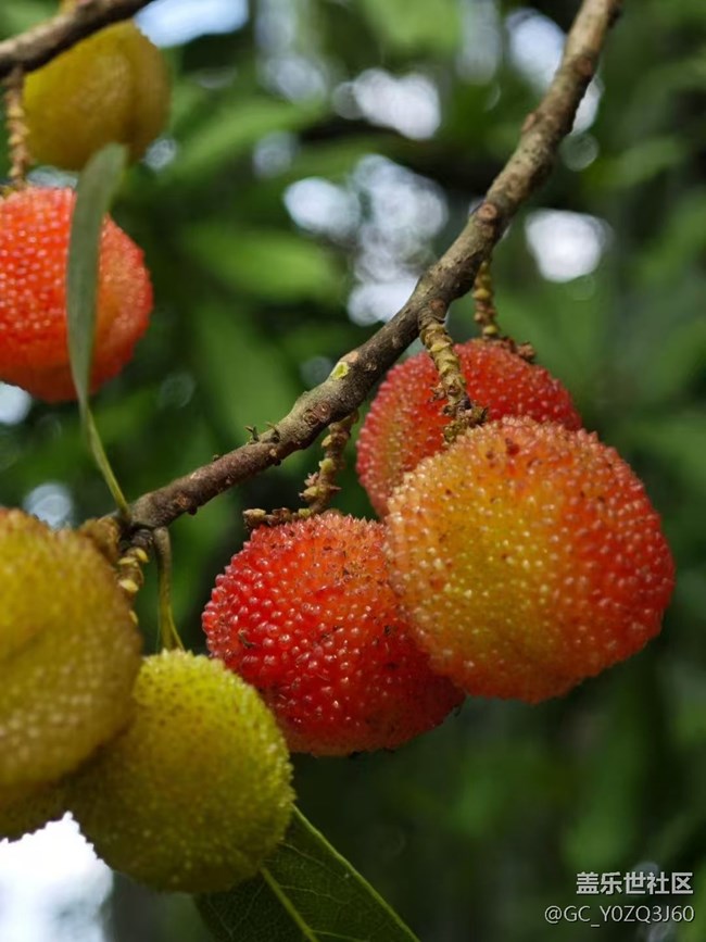 【夏日清涼】楊梅紅