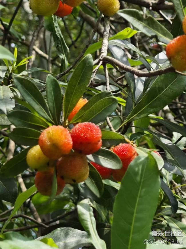 【夏日清涼】楊梅紅
