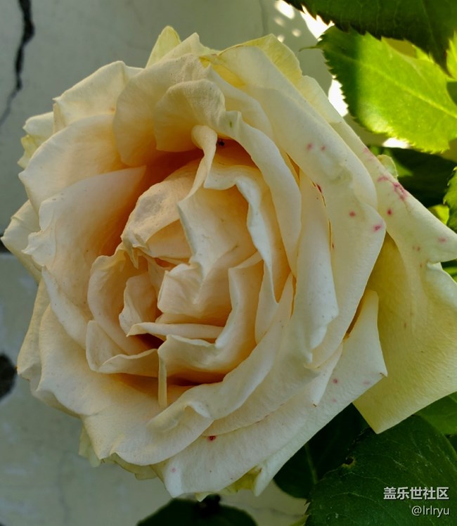 #五月滿園芳——迎花開