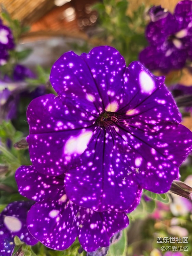 #五月滿園芳——紫花綻放