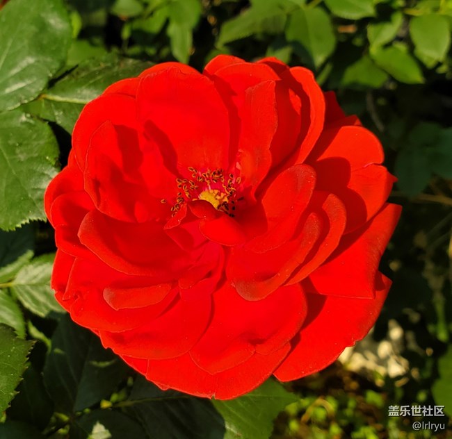 #五月滿園芳——迎花開