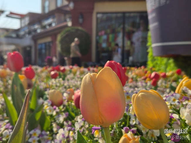 【 長(zhǎng)焦與微距】春日花海