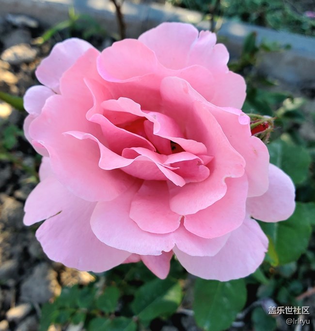 #五月滿園芳——迎花開