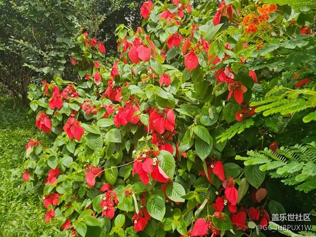 #五月滿園芳——花開半夏