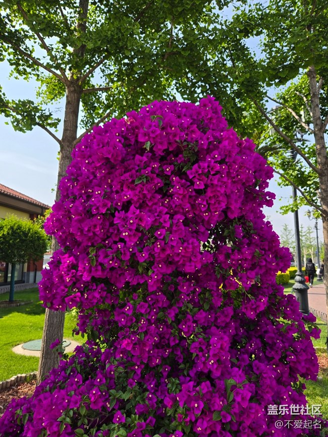 #五月滿園芳——紫花綻放