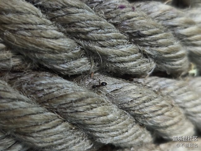 【 長焦與微距】小橋