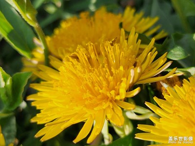 【悅見小滿】蒲公英的約定