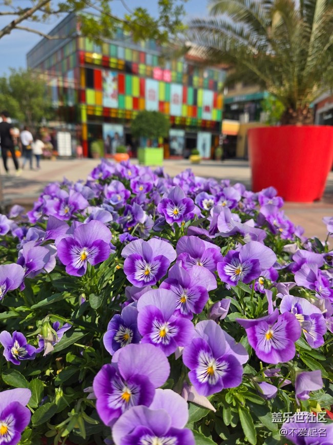 #五月滿園芳——紫花綻放