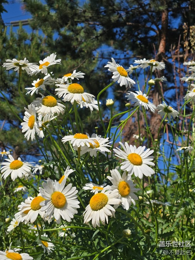 #五月滿園芳——雛菊
