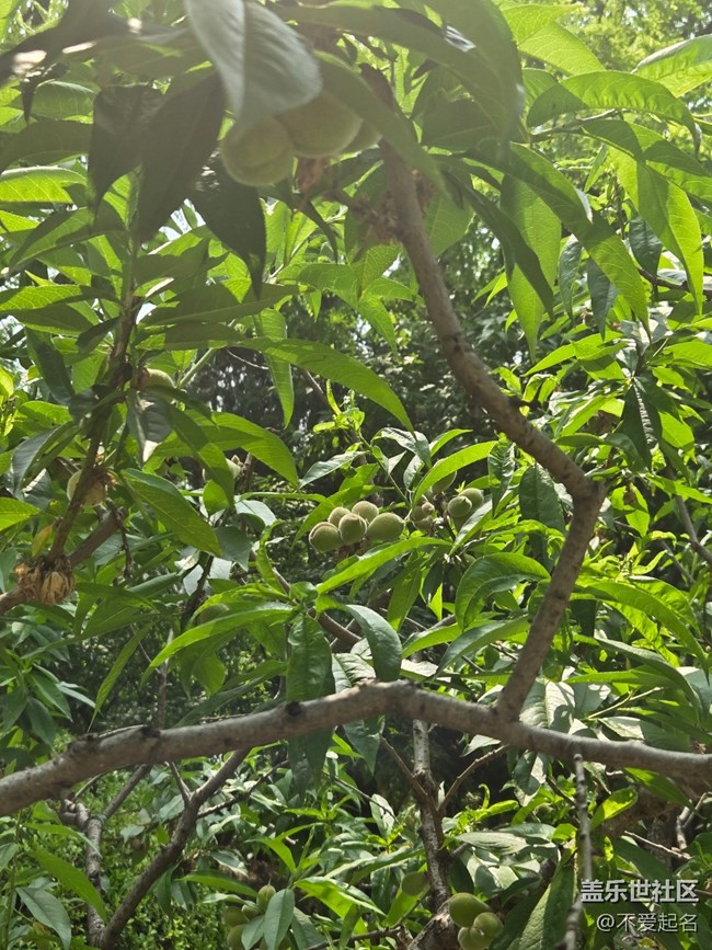 【 長(zhǎng)焦與微距】毛桃