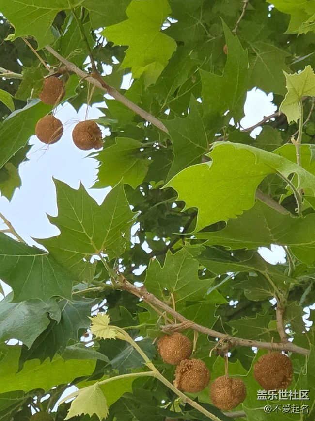 【 長焦與微距】校園