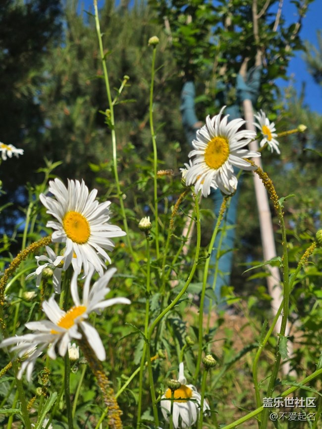 #五月滿園芳——雛菊