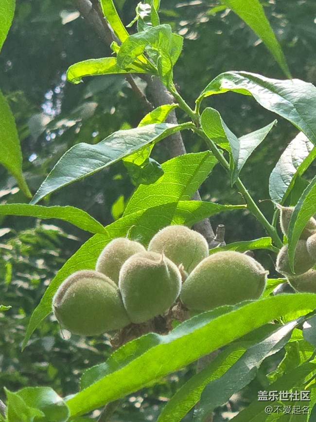 【 長(zhǎng)焦與微距】毛桃