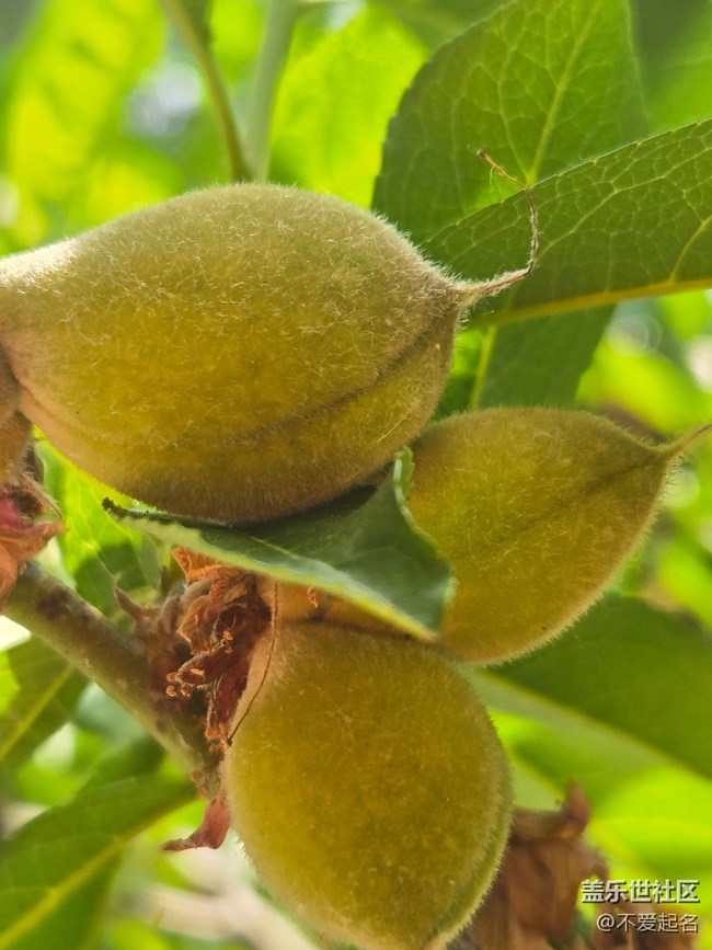 【 長(zhǎng)焦與微距】毛桃