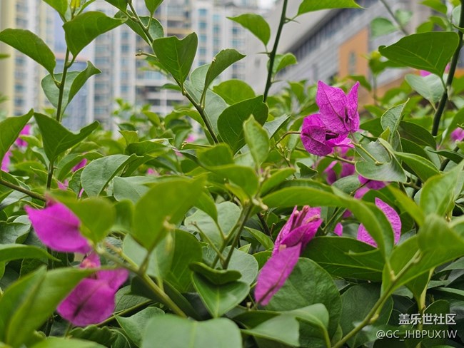 #五月滿園芳——花開半夏