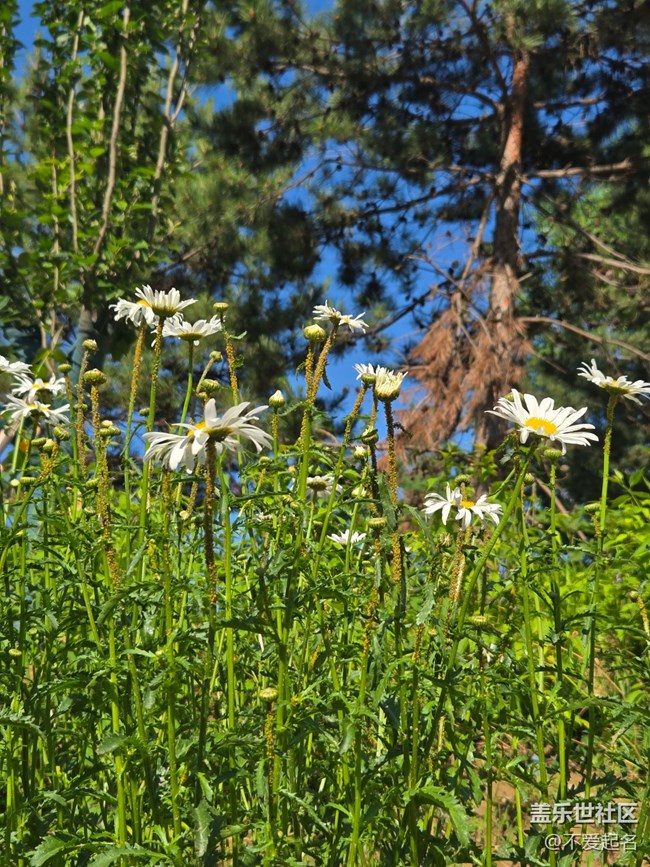 #五月滿園芳——雛菊