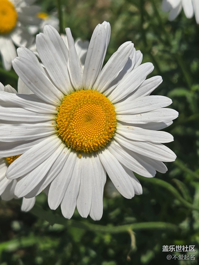 #五月滿園芳——雛菊