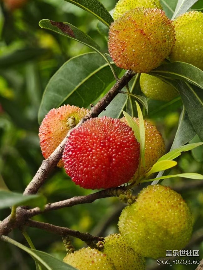 【夏日清涼】楊梅紅