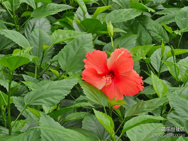 #五月滿園芳——花開半夏