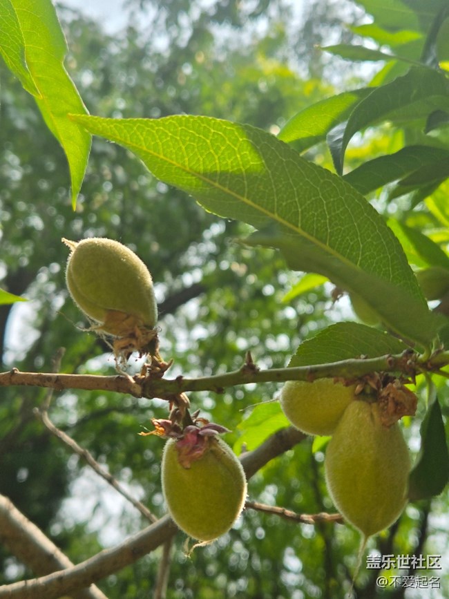 【 長(zhǎng)焦與微距】毛桃