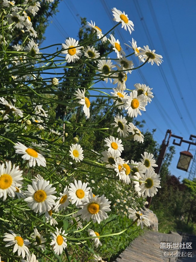 #五月滿園芳——雛菊