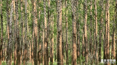 【悅見小滿】+白楊樹下