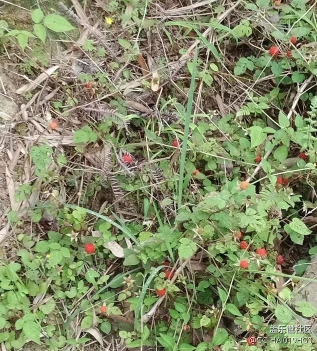 【夏日清涼】野果