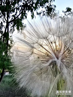 【悅見小滿】+傍晚散步偶遇