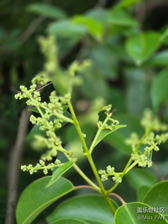 #五月滿園芳——綠意盎然