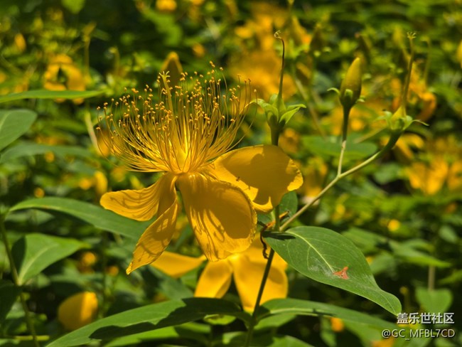 #五月滿園芳——金絲桃