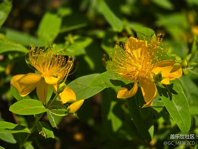 #五月滿園芳——金絲桃