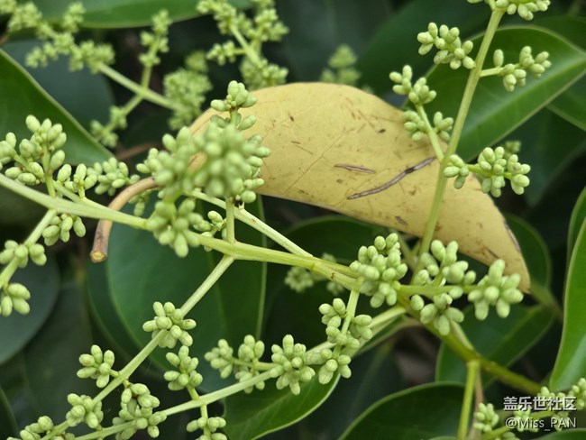 #五月滿園芳——綠意盎然