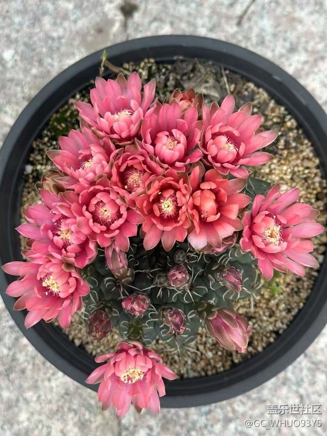 【Galaxy影像】#立夏·初夏之約