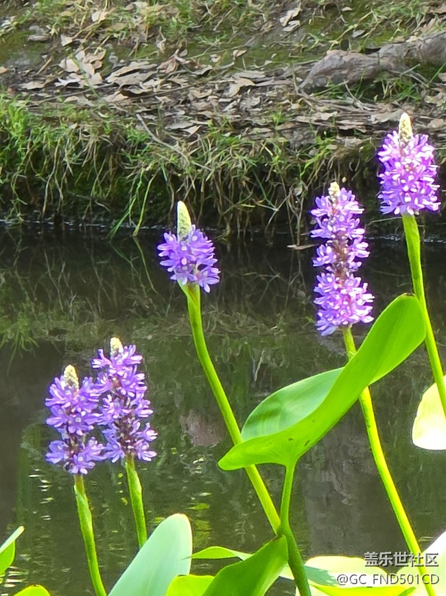 #五月滿園芳——河邊