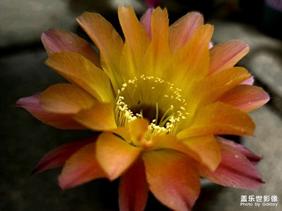 【悅見小滿]花開半夏