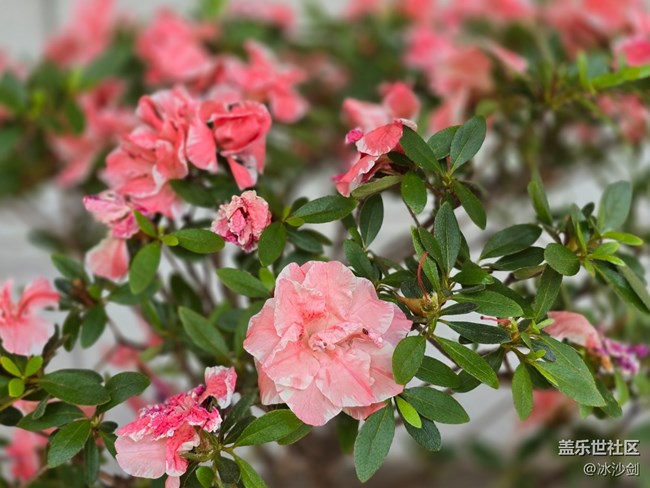 #五月滿園芳——粉白相間