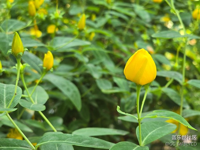 #五月滿園芳——金絲桃
