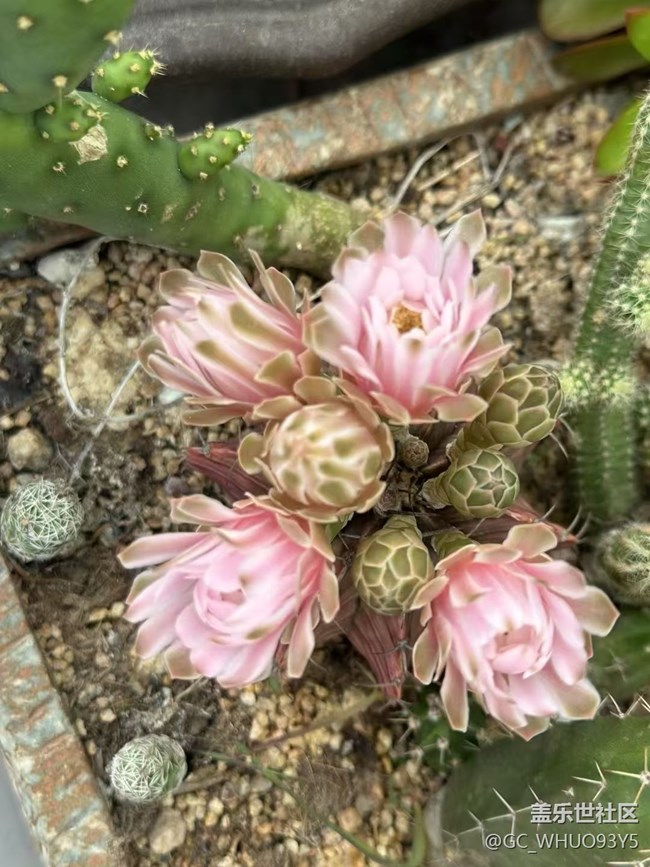 【Galaxy影像】#立夏·初夏之約