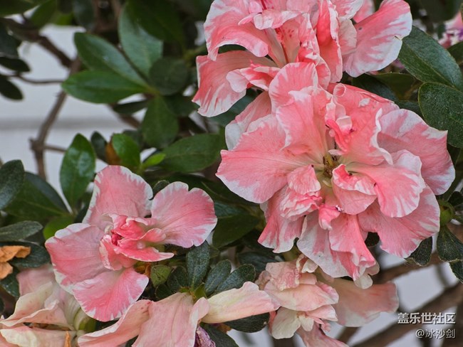 #五月滿園芳——粉白相間