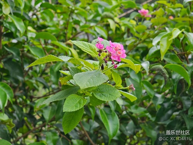 【長(zhǎng)焦與微距】夏天