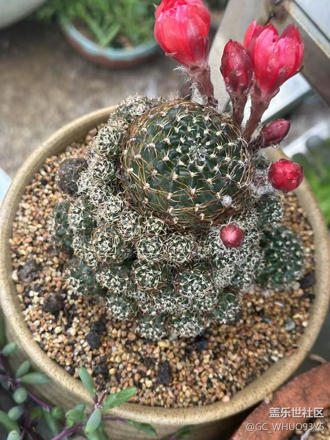 【Galaxy影像】#立夏·初夏之約