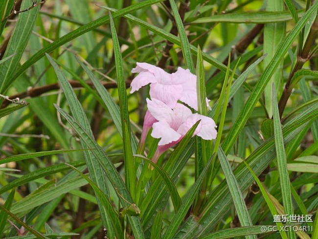 #五月滿園芳——花開的五月