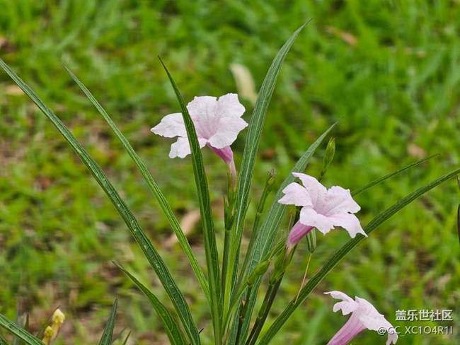 #五月滿園芳——花開的五月