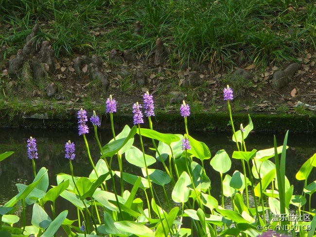 #五月滿園芳——河邊