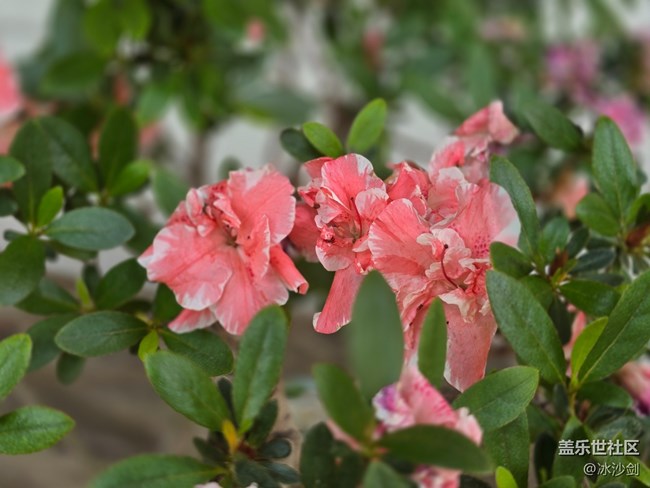 #五月滿園芳——粉白相間